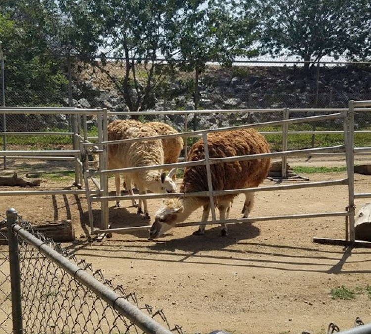 montebello-barnyard-zoo-photo